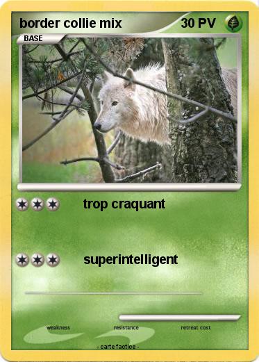 Pokemon border collie mix