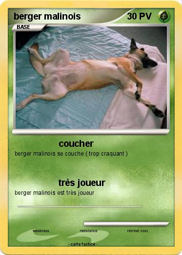 Pokemon berger malinois