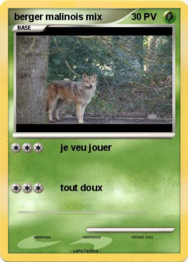Pokemon berger malinois mix