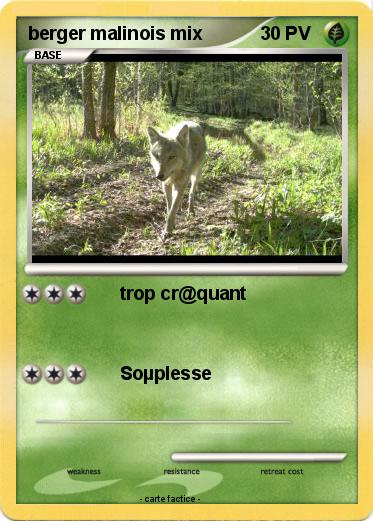 Pokemon berger malinois mix