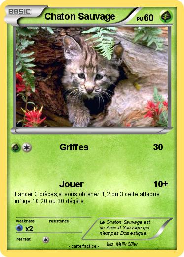 Pokemon Chaton Sauvage