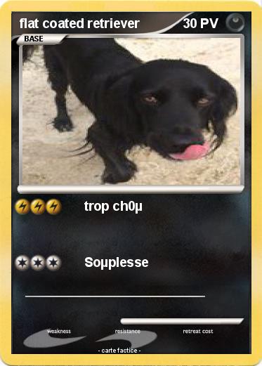 Pokemon flat coated retriever