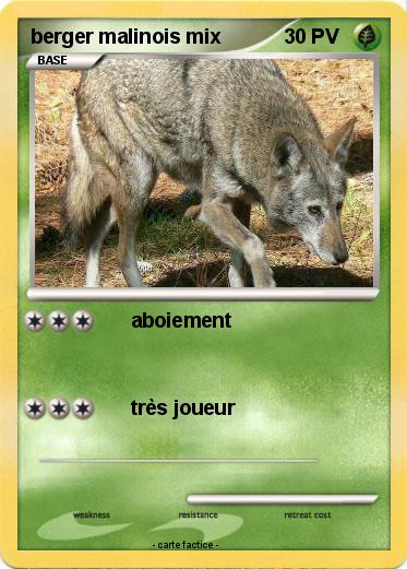 Pokemon berger malinois mix