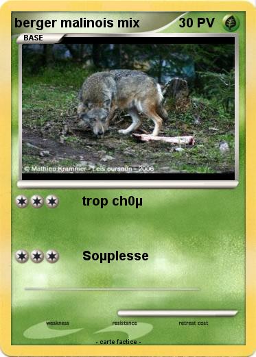 Pokemon berger malinois mix