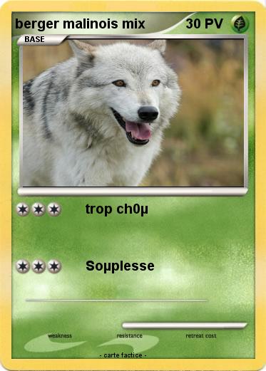 Pokemon berger malinois mix