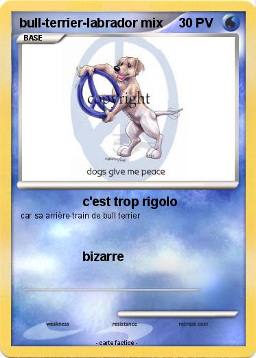 Pokemon bull-terrier-labrador mix