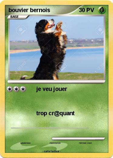 Pokemon bouvier bernois