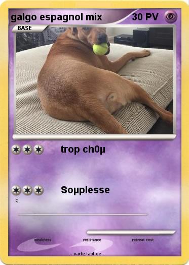 Pokemon galgo espagnol mix