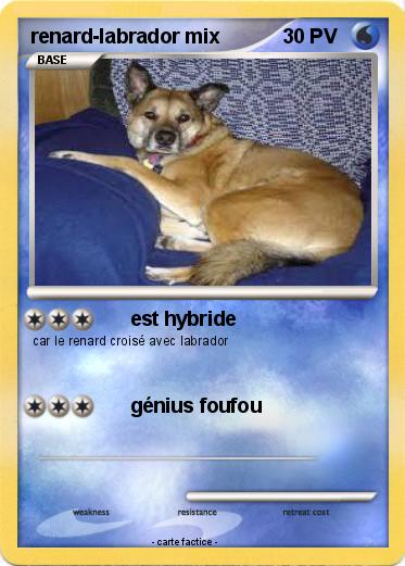 Pokemon renard-labrador mix