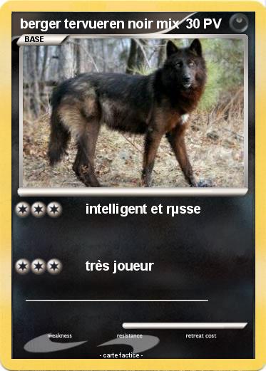 Pokemon berger tervueren noir mix