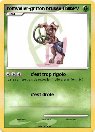 Pokemon rottweiler-griffon brussell mix