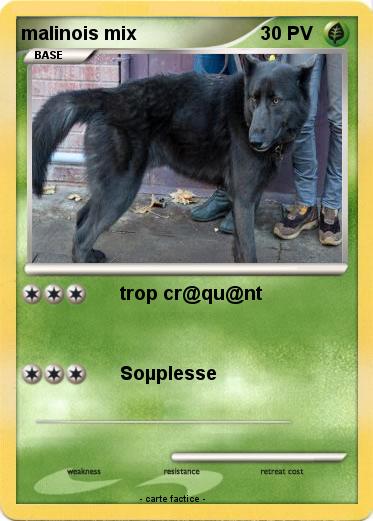 Pokemon malinois mix