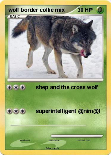 Pokemon wolf border collie mix