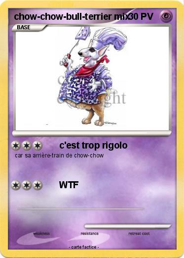 Pokemon chow-chow-bull-terrier mix