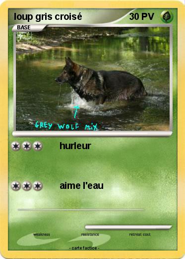 Pokemon loup gris croisé