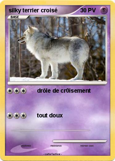 Pokemon silky terrier croisé