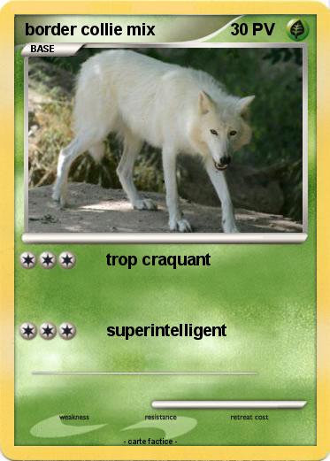 Pokemon border collie mix