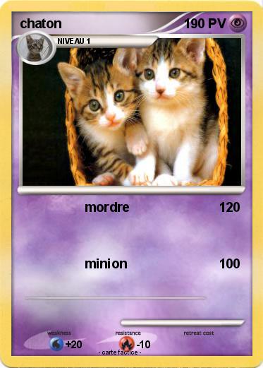 Pokemon chaton
