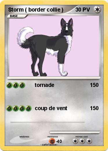Pokemon Storm ( border collie )