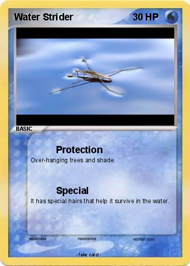 Pokemon Water Strider