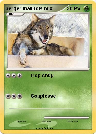 Pokemon berger malinois mix