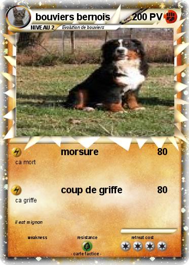 Pokemon bouviers bernois