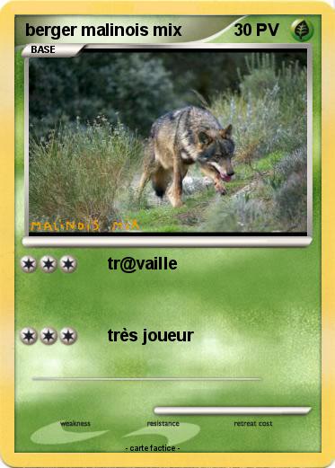 Pokemon berger malinois mix