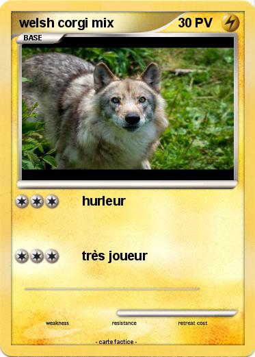 Pokemon welsh corgi mix