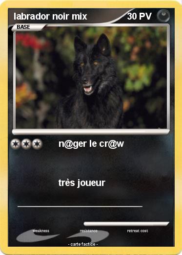 Pokemon labrador noir mix