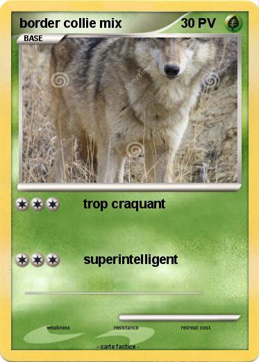 Pokemon border collie mix