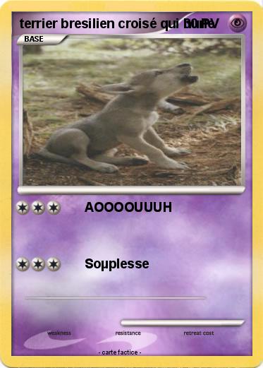 Pokemon terrier bresilien croisé qui hurle