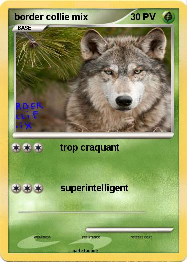 Pokemon border collie mix