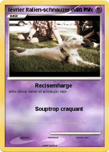 Pokemon lévrier Italien-schnauzer nain mix