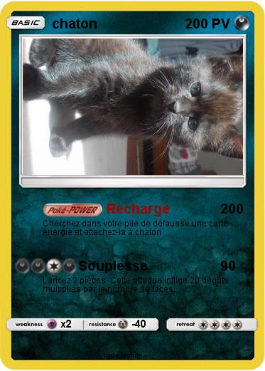 Pokemon chaton