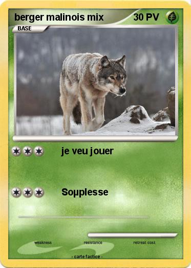 Pokemon berger malinois mix