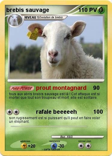Pokemon brebis sauvage