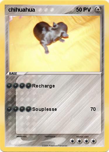 Pokemon chihuahua