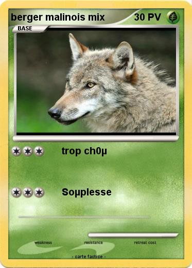 Pokemon berger malinois mix