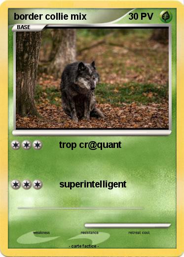 Pokemon border collie mix