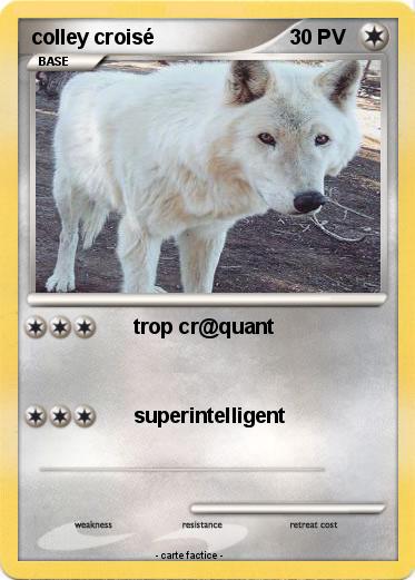 Pokemon colley croisé