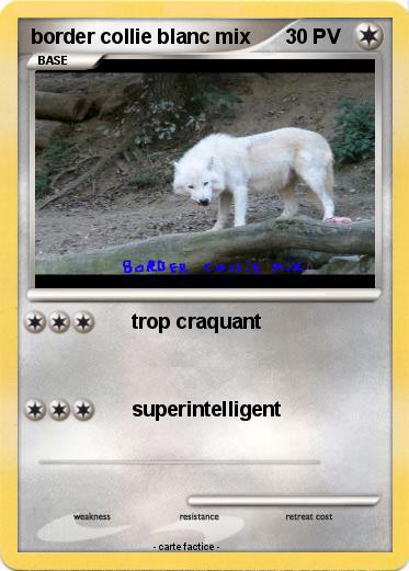 Pokemon border collie blanc mix