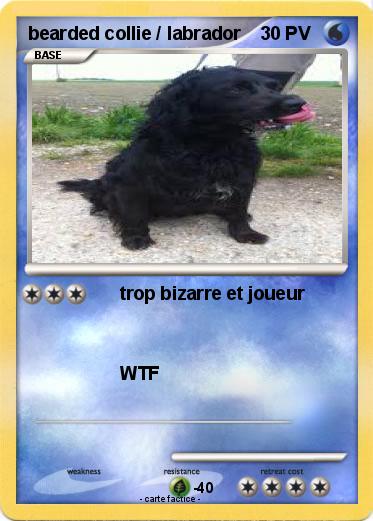 Pokemon bearded collie / labrador