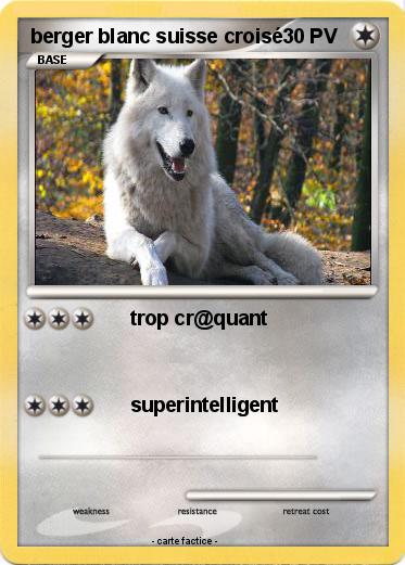 Pokemon berger blanc suisse croisé