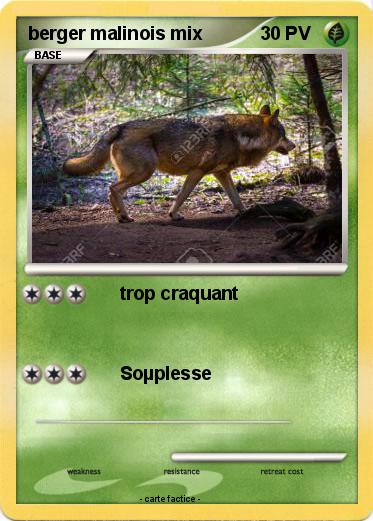 Pokemon berger malinois mix