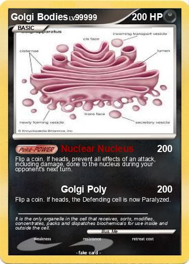 Pokemon Golgi Bodies