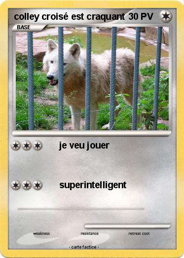 Pokemon colley croisé est craquant