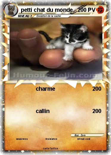 Pokemon petti chat du monde