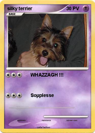 Pokemon silky terrier