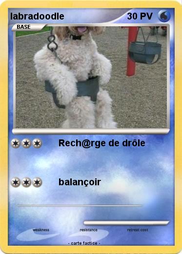 Pokemon labradoodle