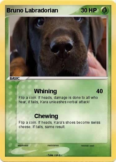 Pokemon Bruno Labradorian